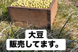 自然栽培大豆3kg