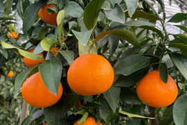 ゼリー食感！愛媛の乙姫！　まどんな　秀優品込み　超大容量9kg！