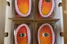 ここだけ！　香川産「ルビーマンゴー」糖度20度以上！