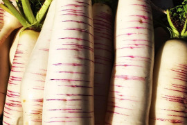 農薬化学肥料不使用栽培　会津伝統野菜　赤筋大根　4kg