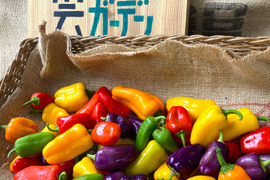 【1日1箱限定】激甘！ちびパプ【1㎏】＃栽培期間中農薬・化学肥料不使用