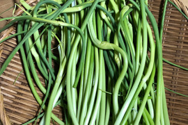 ※旬もの（6／25頃まで）【農薬・化学肥料不使用栽培】青森県産　にんにくの芽　400ｇ(クール便発送）