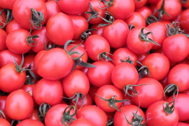 皮が柔らかくて食べやすい♪  優しい甘みの薄皮中玉とまと🍅【華小町】１.７kg箱