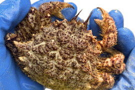 春が旬🌸陸奥湾産活トゲクリガニ【1kg】