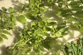 天然の木の芽（山椒の新芽）花山椒入り 50g 約500枚以上