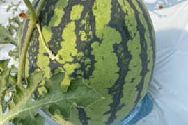 湧き水を使って育てた熊本県産　スイカ(農薬　化学肥料　除草剤不使用) Ｌ玉