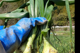 瑞々しい！　玉ねぎ（5kg）【有機JAS認証】