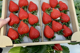 あまりんの通販｜いちご｜食べチョク｜産地直送(産直)お取り寄せ