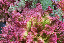 植物性堆肥で育てたサニーレタス 6個入り ディルのおまけ付き