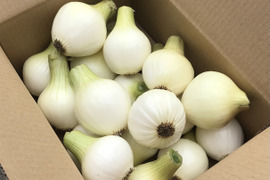 【自然栽培】シャキッ！トロッ！新玉ねぎ3kg
