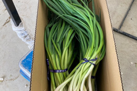 【訳あり】料理人が選ぶ　京都「山城のねぎ」4kg（京野菜）