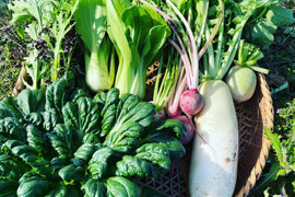 〜南国土佐旬便り〜あったかい太陽の恵みたっぷり冬の野菜セット【5-7品目】
