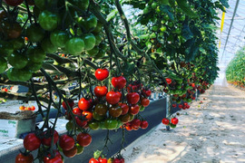 ミニトマト初出品セール！！栃木県産『フラガール』約1.9kg