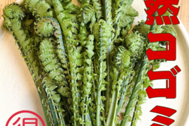 森で採ってくる天然コゴミ　500gセット