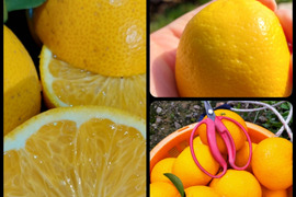 八朔＆甘夏&レモン『ご家庭用』3.5kg（箱込）