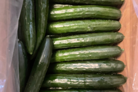 訳あり！【採れたて】を発送！訳ありきゅうり(太め、曲がり、傷ありきゅうり)10kg