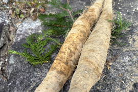 年初めの自然薯　祝い束２~４本・約１㎏