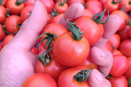 皮が柔らかくて食べやすい♪ 優しい甘みの薄皮中玉とまと🍅【華小町】１kg箱 + 朝もぎイボきゅうり🥒３本付き