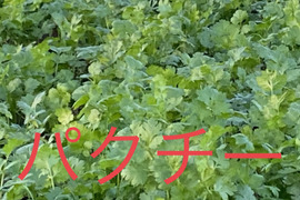 【クール便3k】通年栽培！！安心、安全、今朝獲れ新鮮パクチー(*☻-☻*)