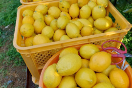 段々畑のレモン【希少な国産】8kg（箱込）