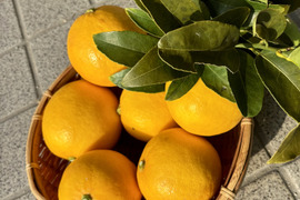 果汁たっぷり淡路島産マイヤーレモン1kg（サイズ不揃い）