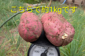 さつまいも5キロ さつまいも5kg ☆１枚目の写真が約1kgなので✕5☆掘りたて☆農薬、化学肥料、除草剤不使用☆