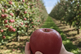 手のひらサイズ　サンフジ小玉 　2.8㎏（12～14玉）