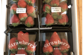 熊本阿蘇産【果実の国カップルズ】農薬不使用いちご4パック入り　熨斗対応可