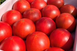 平均糖度8度以上！！べっぴん！大玉濃旨フルーツトマト（箱入り・約1.2kg)