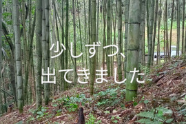 真竹(またけ)のタケノコ、朝取りタケノコ ! 柔らかくて、エグ味が少ない。50年以上農薬・化学肥料を未使用。全く、自然に任せた栽培のため期日指定不可。発送日に連絡あり。予約受付中