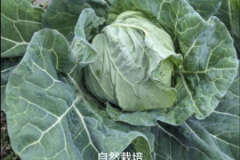 かっ超希少】自然栽培★希少固定種冬キャベツ！固定種 在来種専門農家（ 淡路Awaji369farmからお届け）農薬不使用　無肥料栽培　内容【冬キャベツ　1玉】1キロ前後