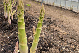 2026春芽！太くてあまーい北海道産アスパラ(2kg )【北海道伊達市ふるさと納税出品商品】