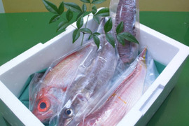 種類豊富！お試し品‼️旬の鮮魚BOX！4〜5種類【冷凍】