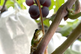 不揃い ニューピオーネ 3~4房 1.5kg