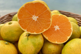 〔大人気！小玉♪〕🍂今だけ！秋の始まりを告げる🍂🍊 極早生みかん ７キロ【農薬節減、除草剤不使用】太陽の恵みを浴びて 秋の入口だけの特別な味わい✨
