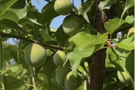 【数量限定】2026年先行予約✨和歌山県産 南高梅（ご家庭用・サイズ混合）8kg