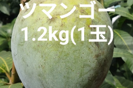 希少キーツマンゴー（家庭用）1.2kg