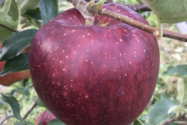 【秋映】家庭用３ｋ（7~11玉）✨シャキッと食感！味も色も濃い秋のりんご！
