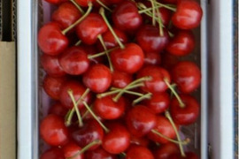 【さくらんぼ最高糖度賞受賞園地】紅てまり　秀品500g