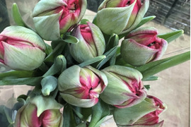 【期間限定】日持ち処理済！新潟の『チューリップ』切花（赤/橙に緑）各10本