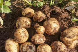 長崎県のデジマで産地直送の商品｜食べチョク｜産地直送(産直)お