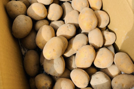 農薬化学肥料不使用　新じゃがインカのめざめ＆ローズマリー少量