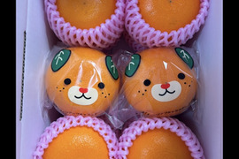 柑橘の大トロせとか　12個入り