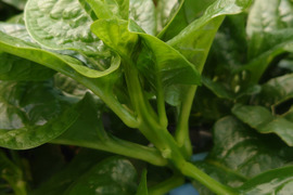 «専用品»ツルッと😋【つるむらさき】１㎏ 🌱南房総から🌴🌱スタミナ野菜✨
