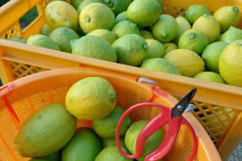 段々畑のレモン【希少な国産】2kg（箱込）