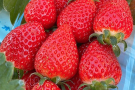 甘さと酸味のバランスが良いイチゴ！よつぼし２５０ｇ×２パック【南国風いちご♪】