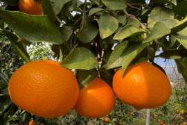 ゼリー食感！愛媛の乙姫！　まどんな　秀優品込み　1.5kg