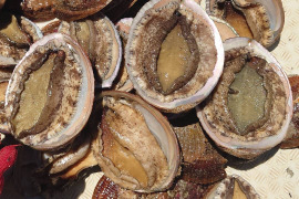 アワビの通販｜貝類｜食べチョク｜産地直送(産直)お取り寄せ通販