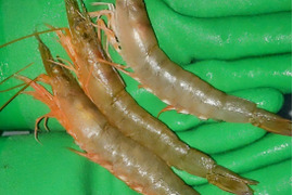 活〆シラサエビ約500㌘小サイズ