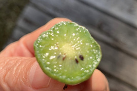 濃厚！甘酸っぱ～い『ベビーキウイ』家庭用 140g